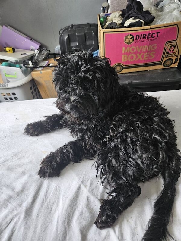 Cockapoo puppies for sale in Chelmsford, Essex – 10 months old - Image 2 of 3