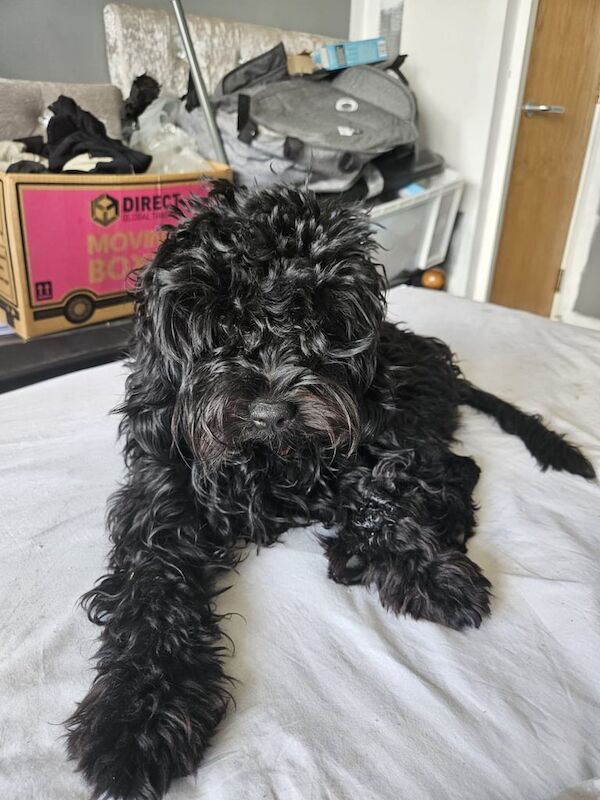 Cockapoo puppies for sale in Chelmsford, Essex – 10 months old - Image 3 of 3