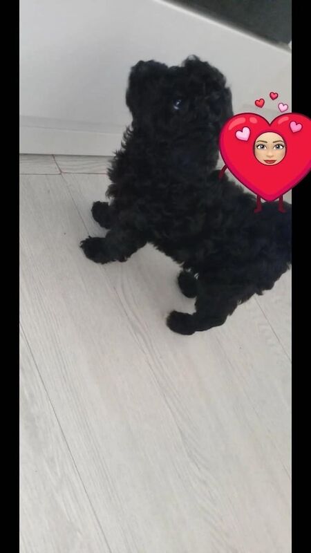 Cockapoo puppies for sale in Stratford, Greater London – 8 months old