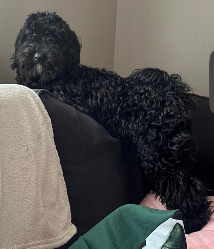 Cockapoo puppies for sale in Stratford, Greater London – 8 months old - Image 2 of 2