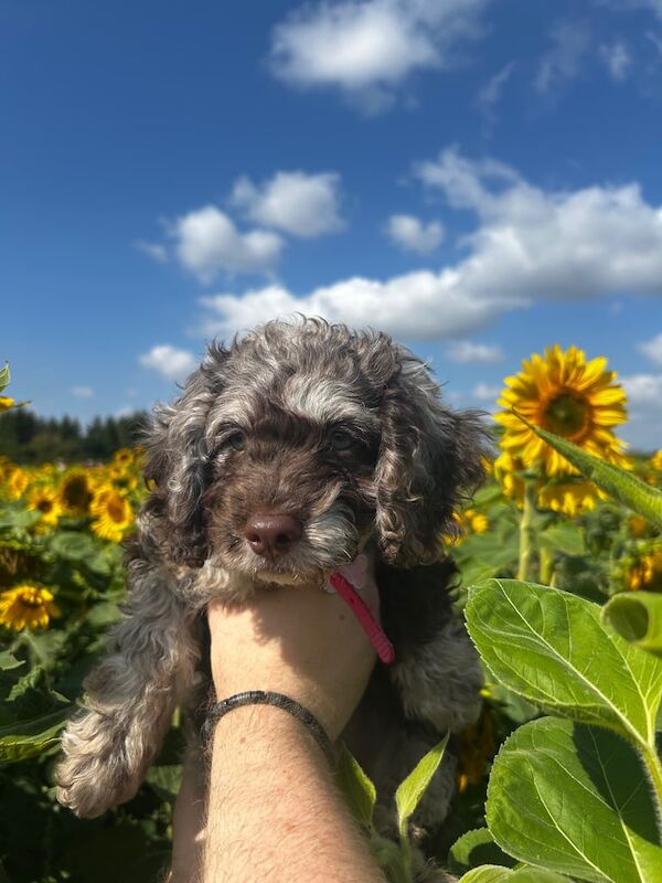 Cockapoo puppies for sale in Nottingham, Nottinghamshire – 10 weeks old