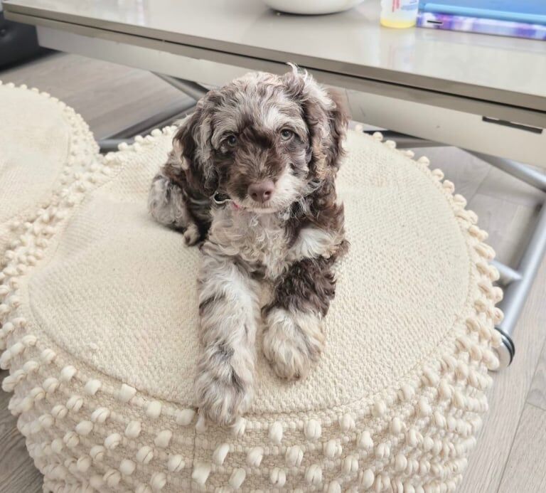 Cockapoo puppies for sale in Nottingham, Nottinghamshire – 10 weeks old - Image 2 of 3