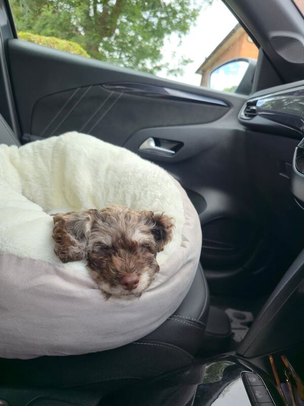 Cockapoo puppies for sale in Nottingham, Nottinghamshire – 10 weeks old - Image 3 of 3