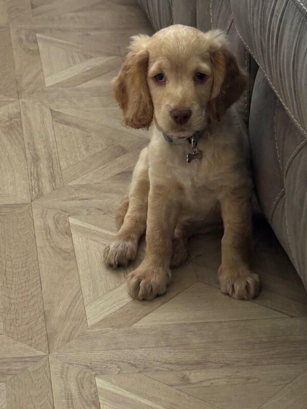 Cockapoo puppies for sale in Pontefract, West Yorkshire – 11 weeks old