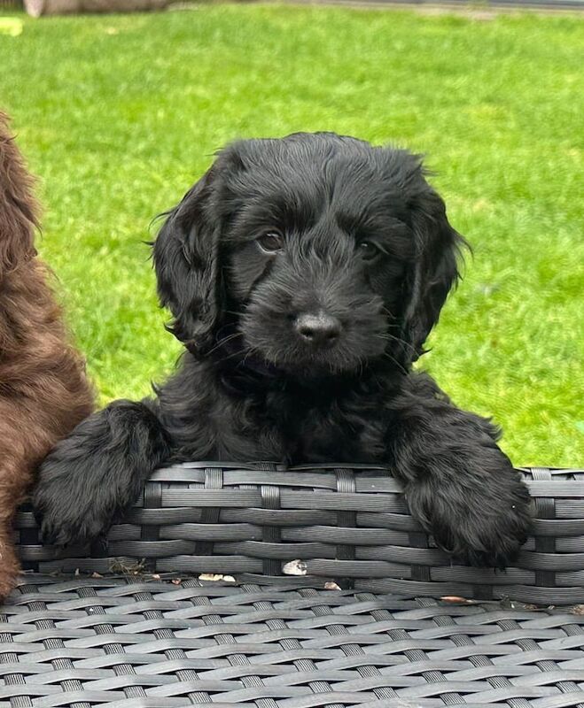 Cockapoo puppies for sale in Swinton, Greater Manchester – 10 weeks old
