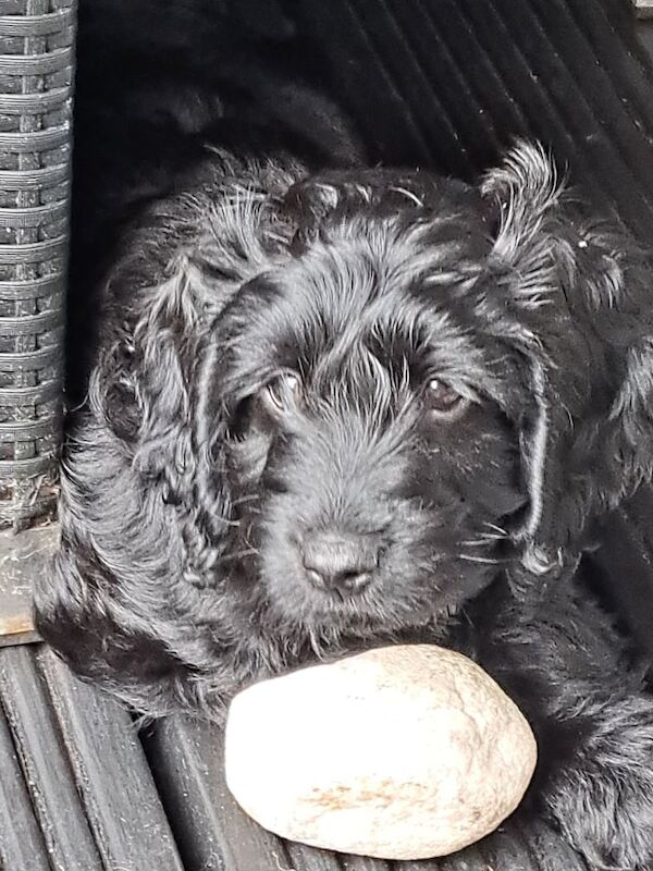 Cockapoo puppies for sale in Swinton, Greater Manchester – 10 weeks old - Image 2 of 3