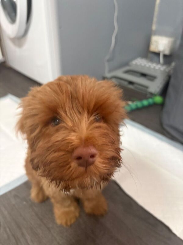 Cockapoo puppies for sale in Dumbarton, West Dunbartonshire – 10 weeks old