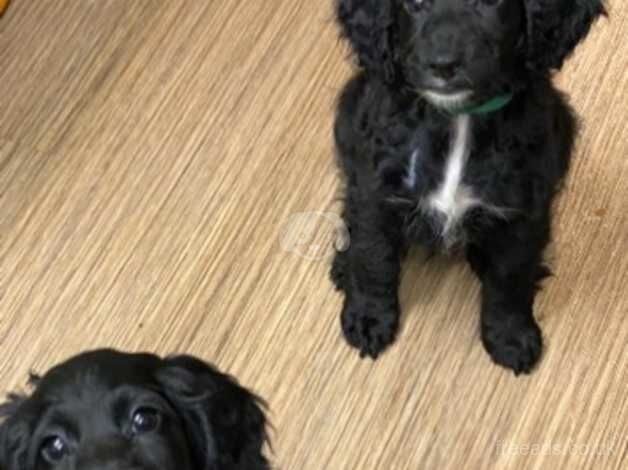 Cockapoo puppies for sale in Peterborough, Cambridgeshire – 1 year old - Image 2 of 5