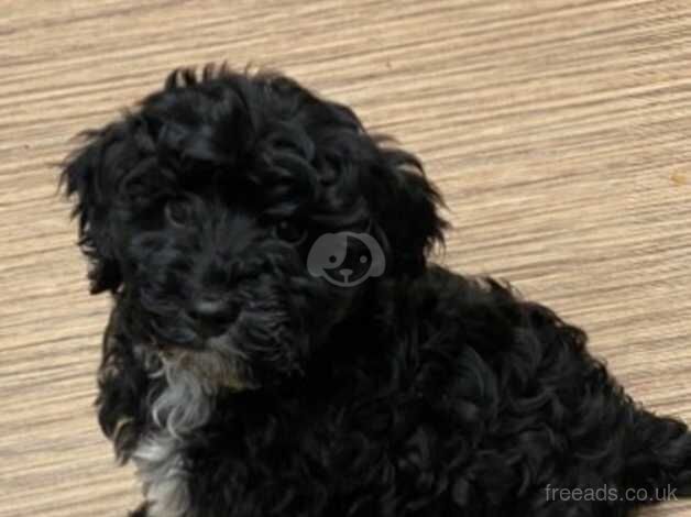 Cockapoo puppies for sale in Peterborough, Cambridgeshire – 1 year old - Image 3 of 5
