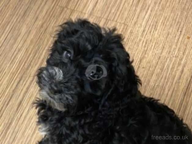 Cockapoo puppies for sale in Peterborough, Cambridgeshire – 1 year old - Image 4 of 5