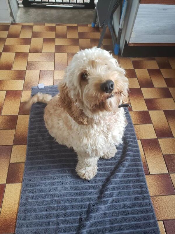 11 month cockapoo dog - male