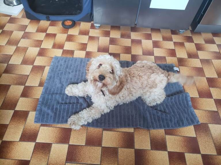 11 month cockapoo dog - male - Image 2 of 3