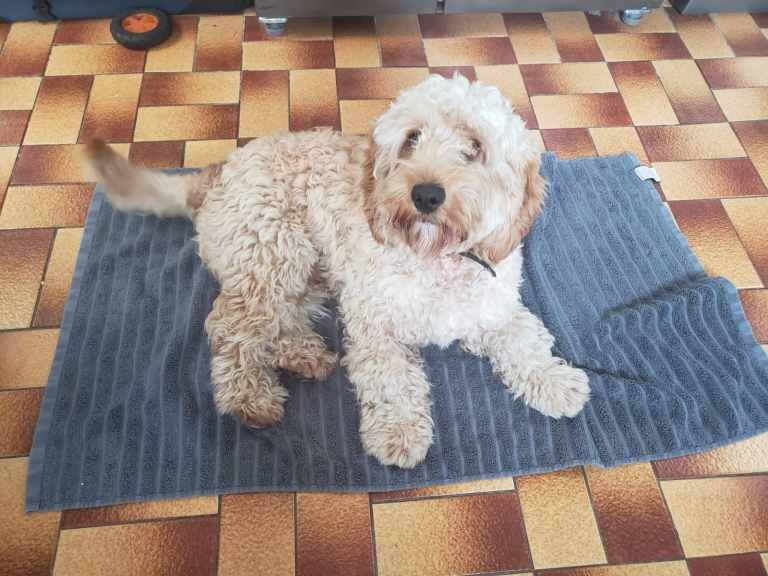 11 month cockapoo dog - male - Image 3 of 3