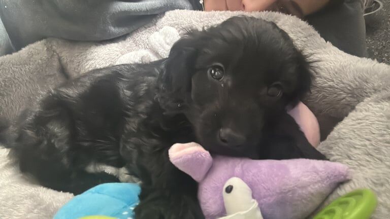 11 week old Cockapoo - Image 2 of 3
