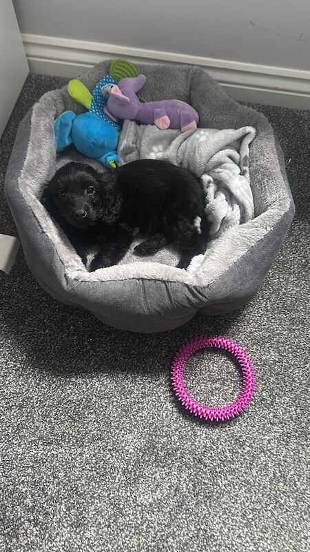 11 week old Cockapoo - Image 3 of 3