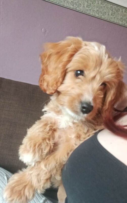 11 week old female cockapoo