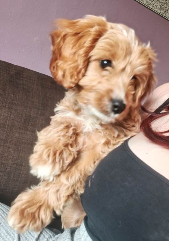 11 week old female cockapoo - Image 2 of 4