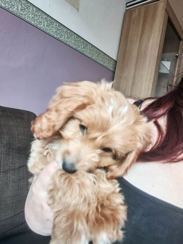 11 week old female cockapoo - Image 3 of 4