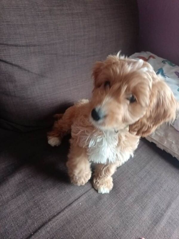 11 week old female cockapoo - Image 4 of 4