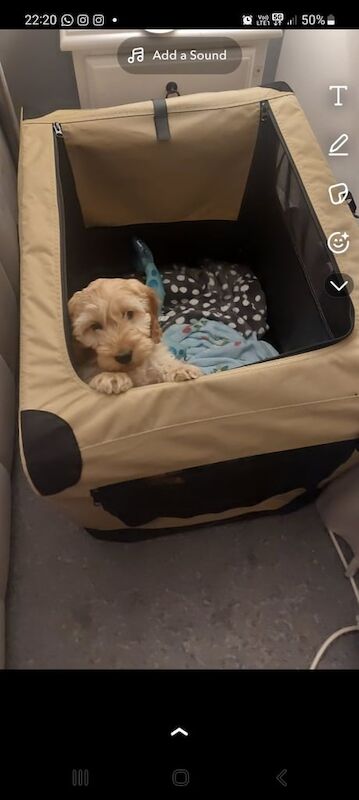 Cockapoo puppies for sale in Gorebridge, Midlothian – 11 months old - Image 2 of 2