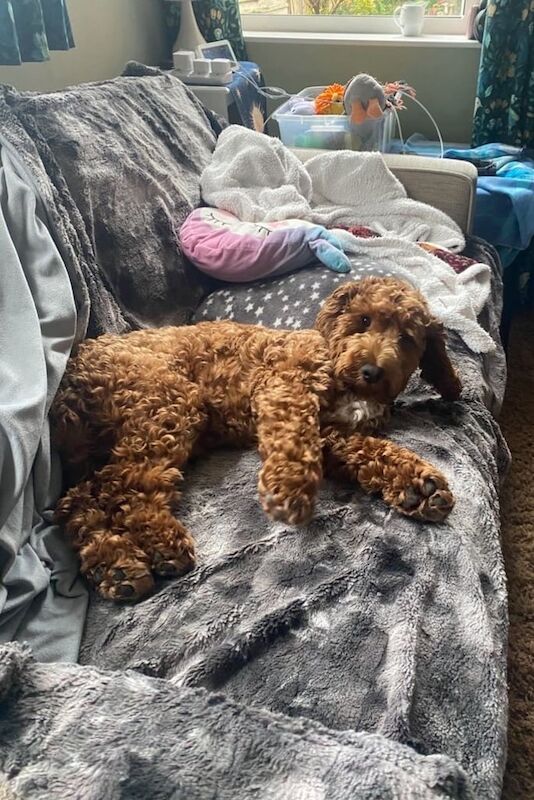 Cockapoo puppies for sale in Bournemouth, Dorset – 11 months old