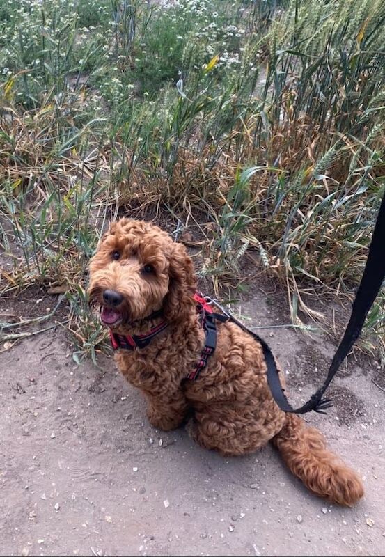 Cockapoo puppies for sale in Bournemouth, Dorset – 11 months old - Image 2 of 3