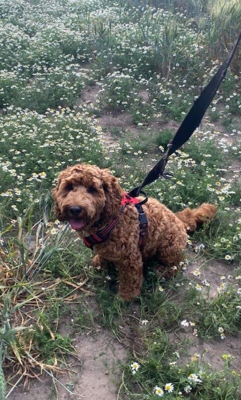 Cockapoo puppies for sale in Bournemouth, Dorset – 11 months old - Image 3 of 3