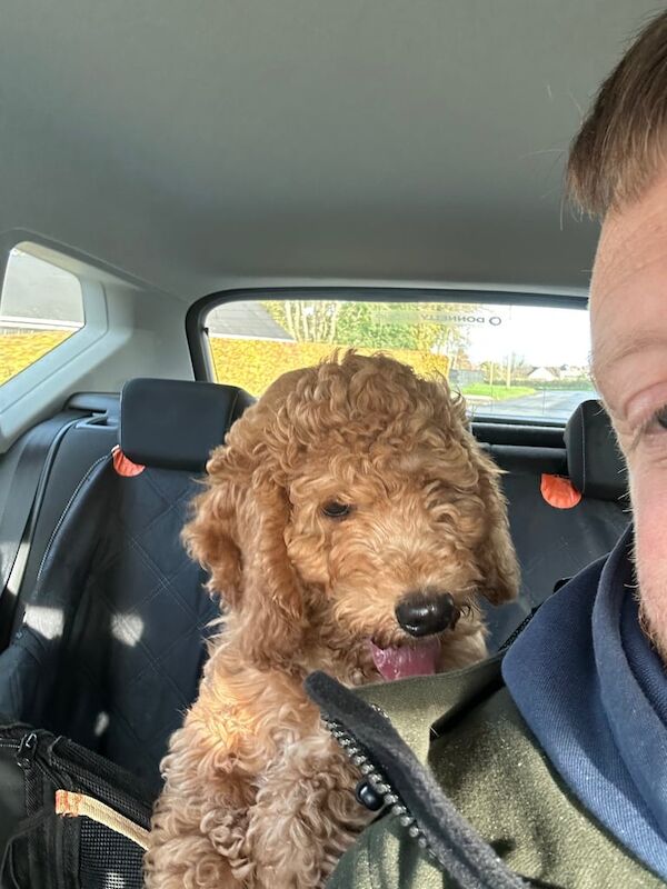 Cockapoo puppies for sale in Keady, County Armagh – 3 months old - Image 2 of 3
