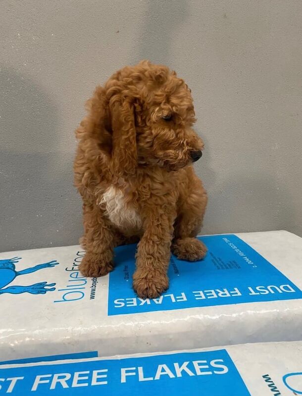 Cockapoo puppies for sale in Keady, County Armagh – 3 months old - Image 3 of 3