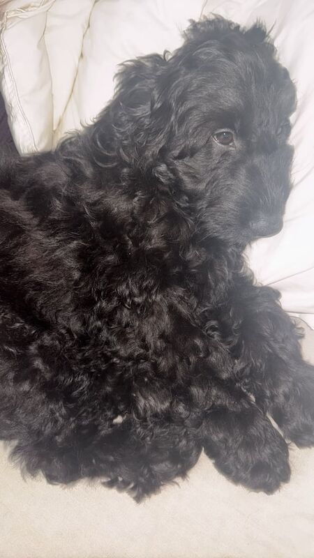 12 week old cockapoo puppy for sale in Stalybridge, Greater Manchester - Image 1