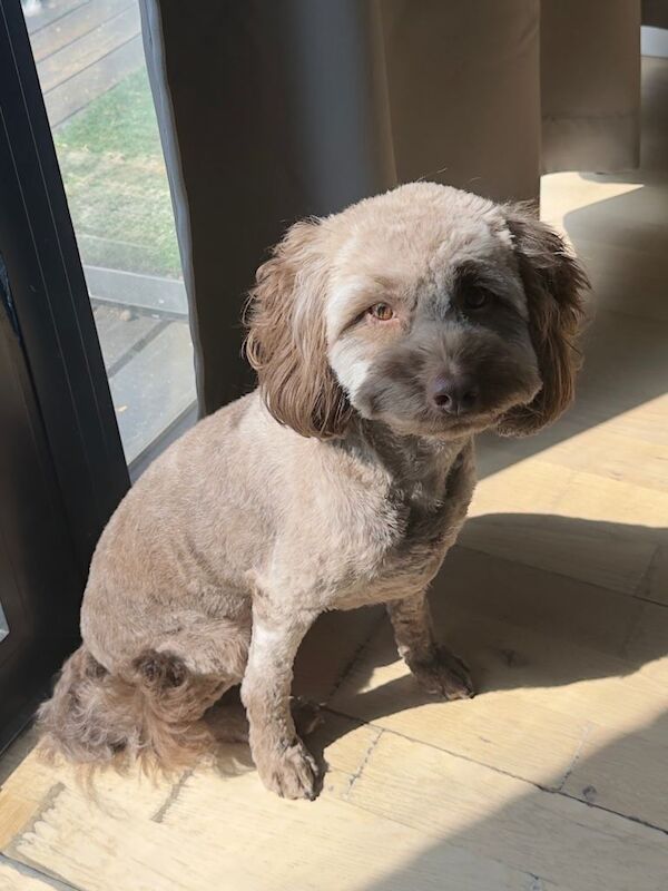 15 Month Old F1 Cockapoo