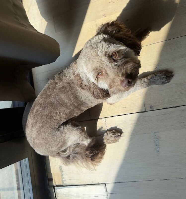 15 Month Old F1 Cockapoo - Image 2 of 2