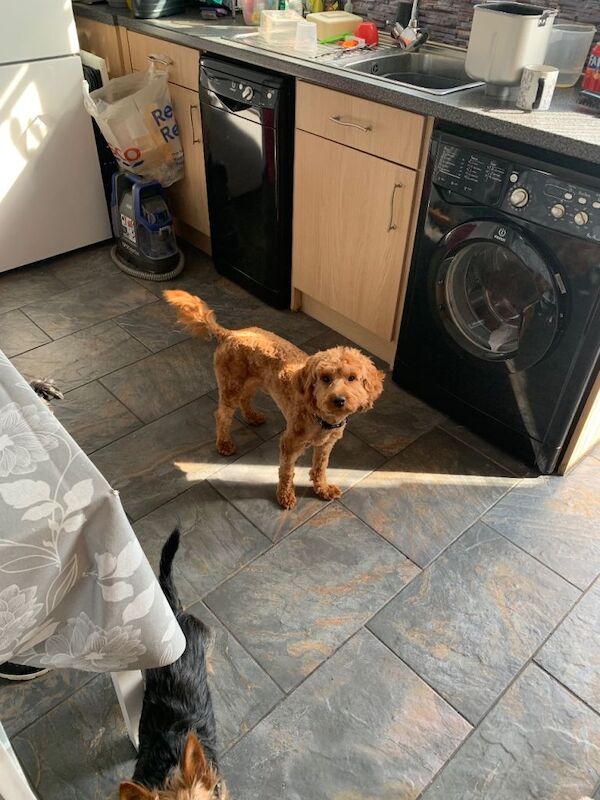 16 month old red cockerpoo - Image 2 of 6