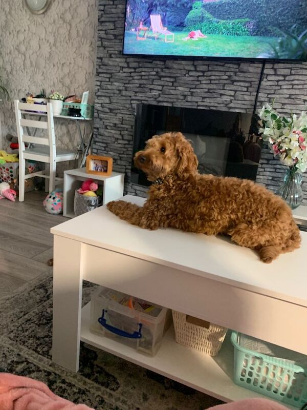 16 month old red cockerpoo - Image 3 of 6