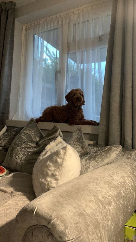 16 month old red cockerpoo - Image 4 of 6