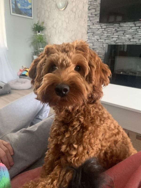 16 month old red cockerpoo - Image 5 of 6