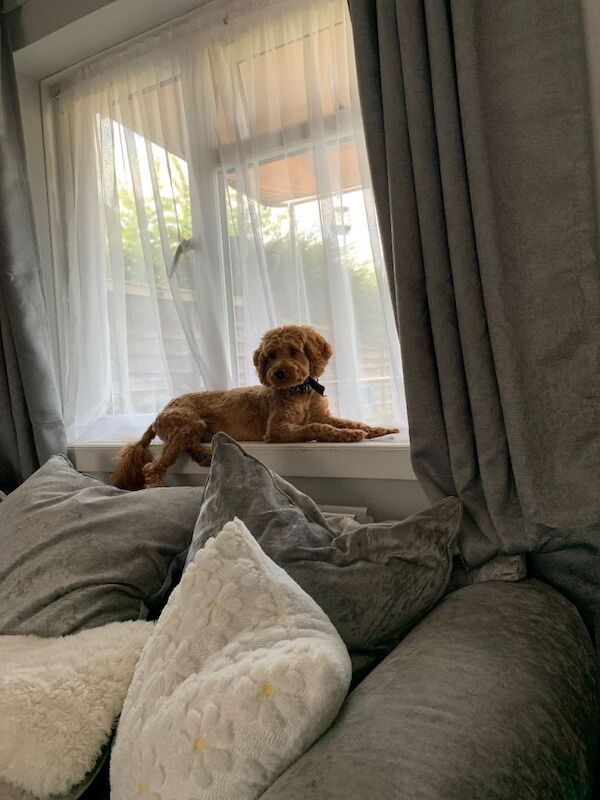 16 month old red cockerpoo - Image 6 of 6