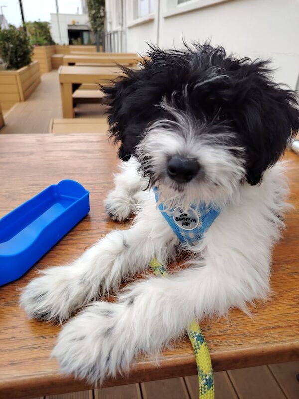 Cockapoo puppies for sale in London – 3 months old