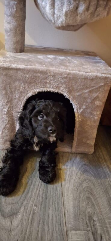16 week old female cockapoo for sale - Image 1 of 3