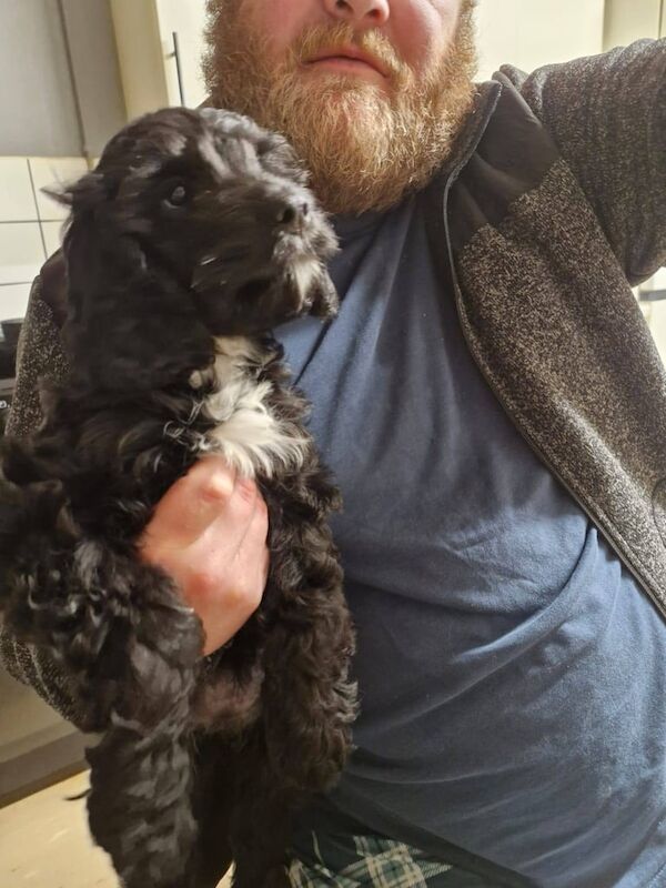 16 week old female cockapoo for sale - Image 3 of 3