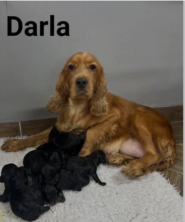 16 weeks old cockapoo boy available 