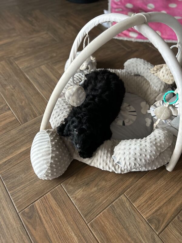 16 weeks old cockapoo boy available - Image 5 of 5