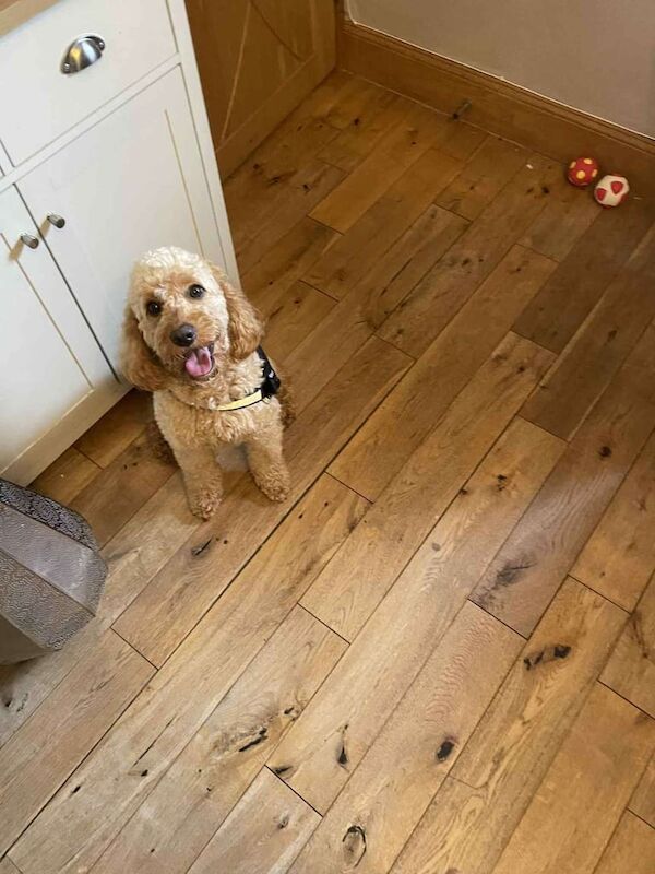 Cockapoo puppies for sale in Lanark, Lanarkshire – 1 year old