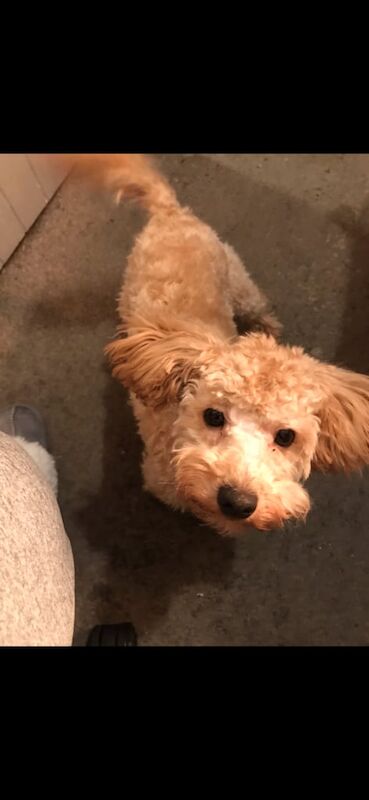 Cockapoo puppies for sale in Sunderland, Tyne and Wear – 1 year old
