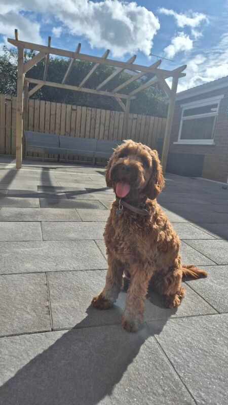 1yr Old Cockapoo - Image 2 of 4