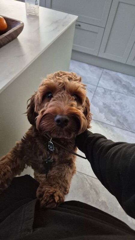1yr Old Cockapoo - Image 3 of 4