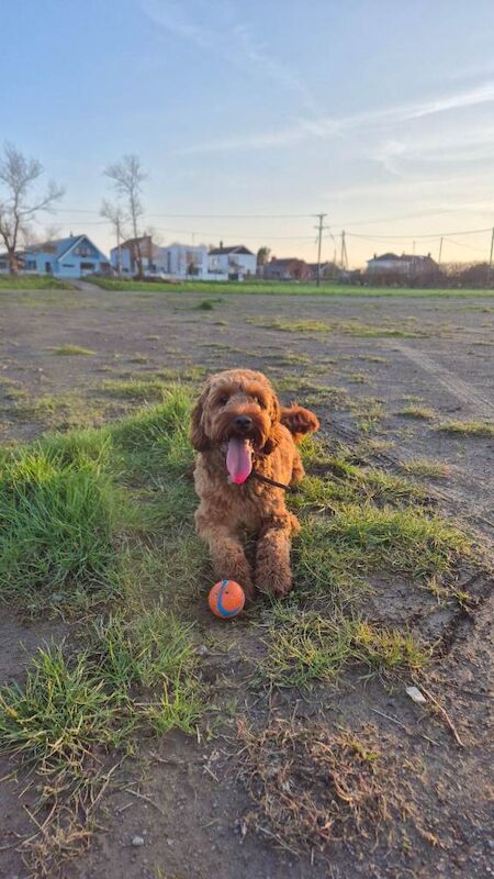 1yr Old Cockapoo - Image 4 of 4