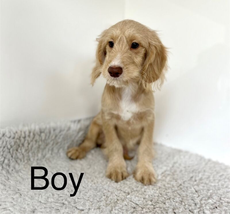 Cockapoo puppies for sale in Wisbech, Cambridgeshire – 3 months old