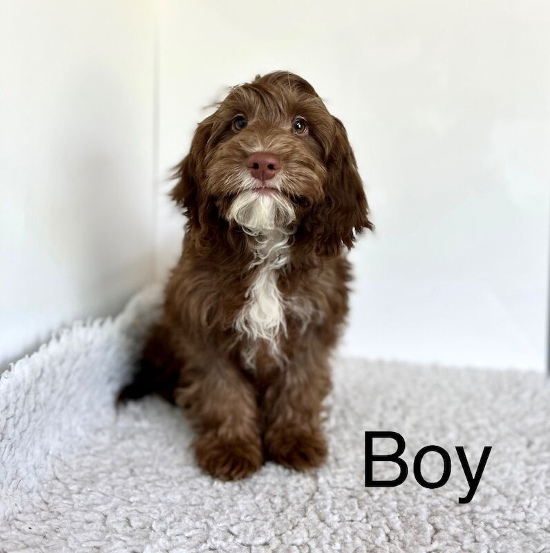 Cockapoo puppies for sale in Wisbech, Cambridgeshire – 3 months old - Image 2 of 7