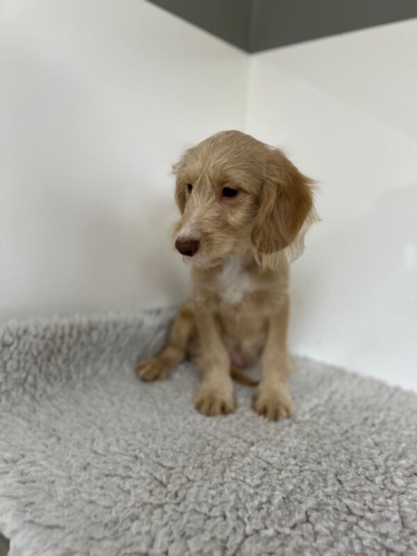 Cockapoo puppies for sale in Wisbech, Cambridgeshire – 3 months old - Image 4 of 7